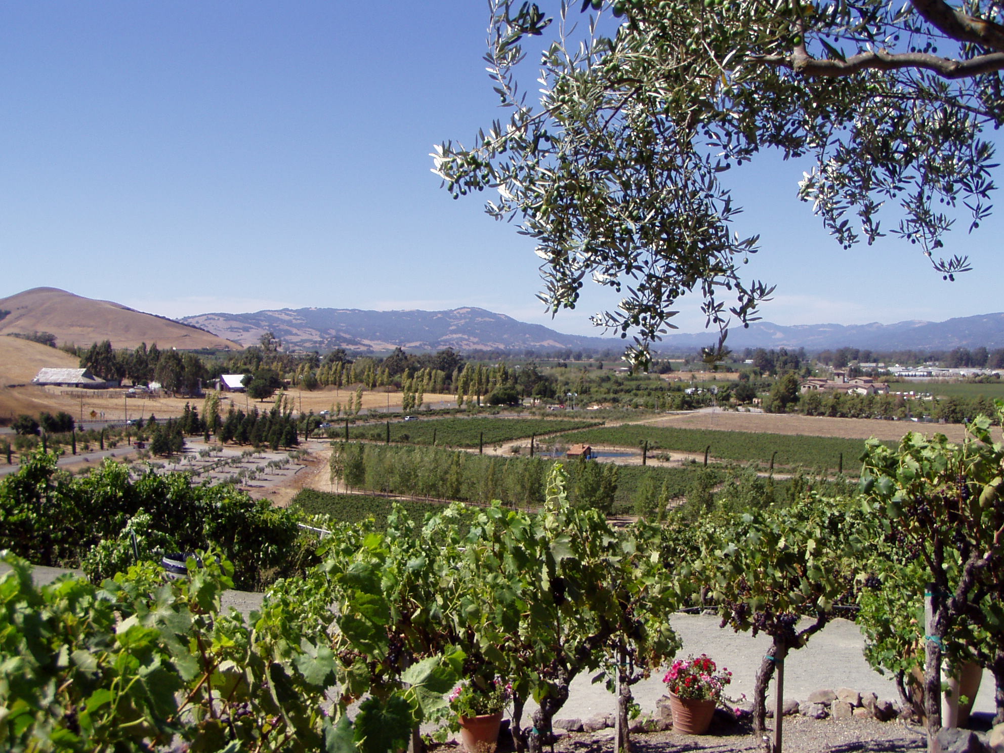 Sonoma